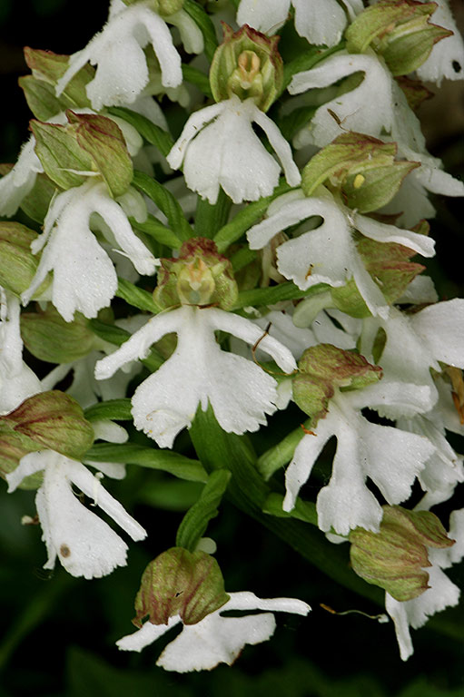 3Orchis-purpurea.jpg