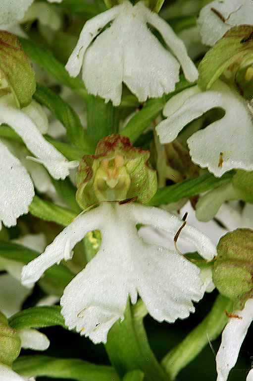 4Orchis-purpurea.jpg