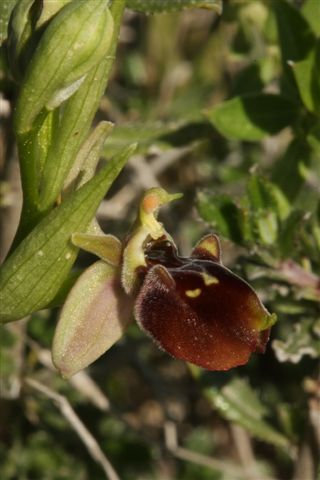 Oph. bornm. x mamm.  Krito Utera Cipro  1304.jpg