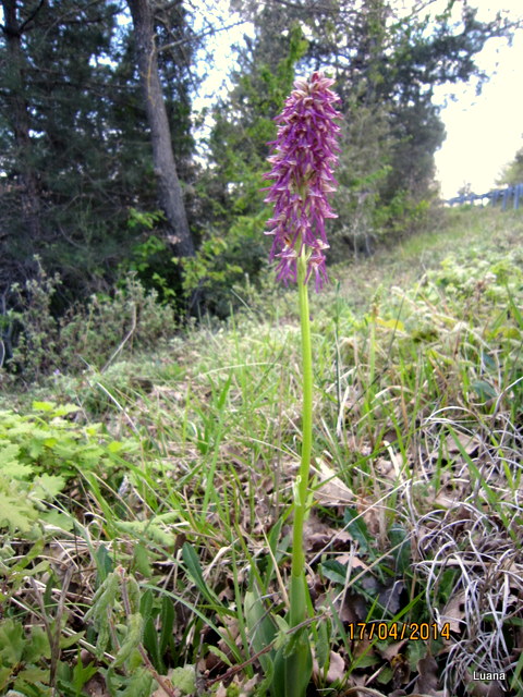 1-IMG_3238.JPG