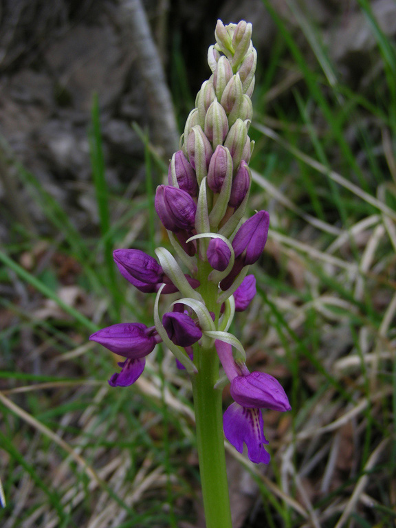 8 Triora 0905208.jpg