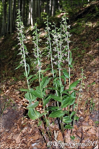 EPIPACTIS SP4.jpg