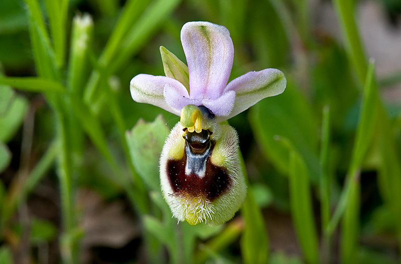 Ophrys-tenthredinifera-subsp-neglecta-8151_57_2014.jpg