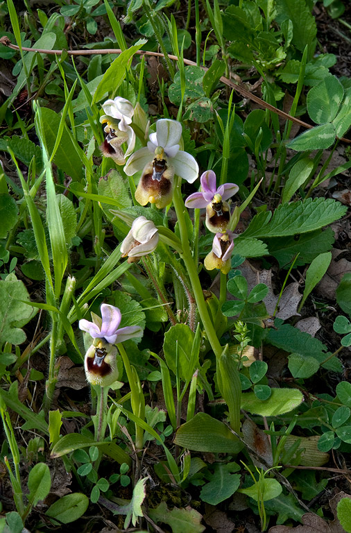 Ophrys-tenthredinifera-subsp-neglecta-8075_81_2014.jpg