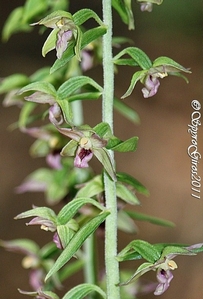 EPIPACTIS SP4 2.jpg