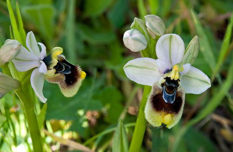 Ophrys-tenthredinifera-subsp-neglecta-7258_63_14.jpg