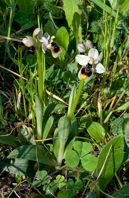 Ophrys-tenthredinifera-subsp-neglecta-7244_47_14.jpg