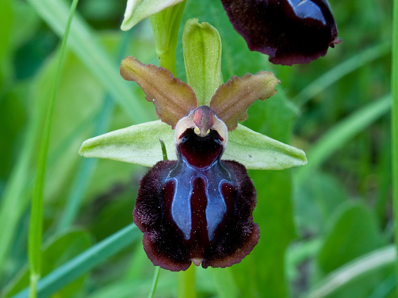 Ophrys-passionis-subsp-passionis-7501_04_2014.jpg