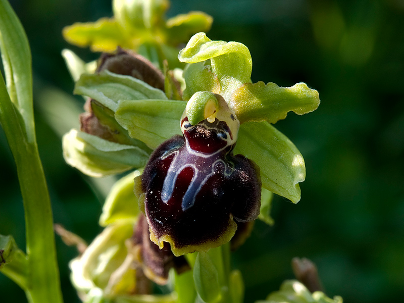 Ophrys-passionis-subsp-passionis-7735_38_2014.jpg