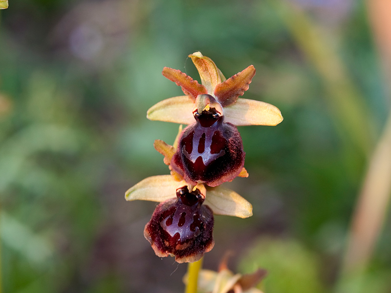 Ophrys-passionis-subsp-passionis-7918_20_2014.jpg
