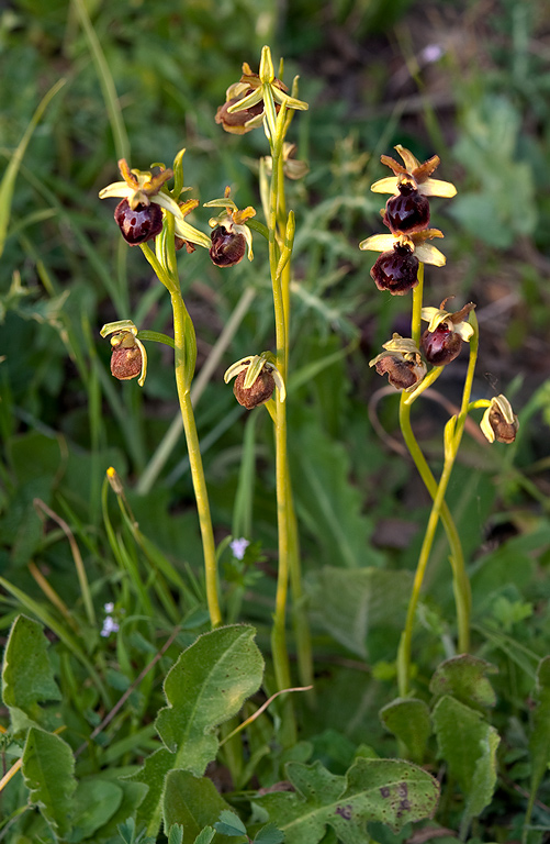 Ophrys-passionis-subsp-passionis-7899_01_2014.jpg