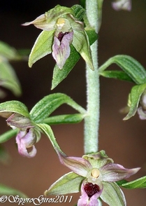 EPIPACTIS SP4 3.jpg