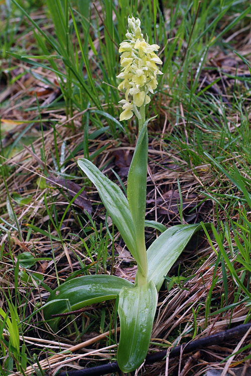 7m-orchis-pallens.jpg