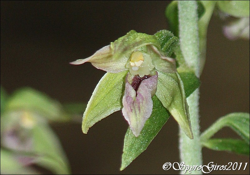 EPIPACTIS SP4 4.jpg