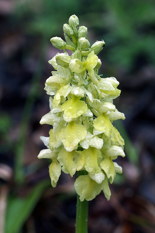 9m-orchis-pallens.jpg