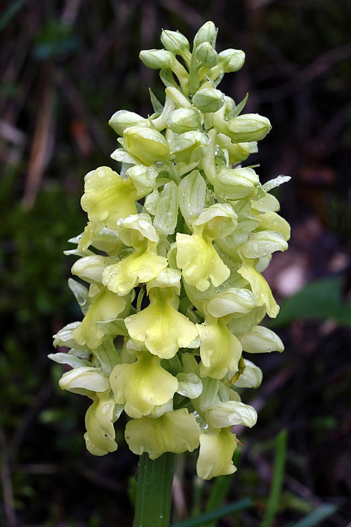 10m-orchis-pallens.jpg