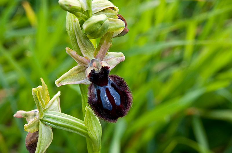 Ophrys-incubacea-subsp-incubacea-7555_57_2014.jpg