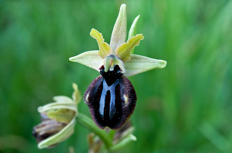 Ophrys-incubacea-subsp-incubacea-7687_89_2014.jpg