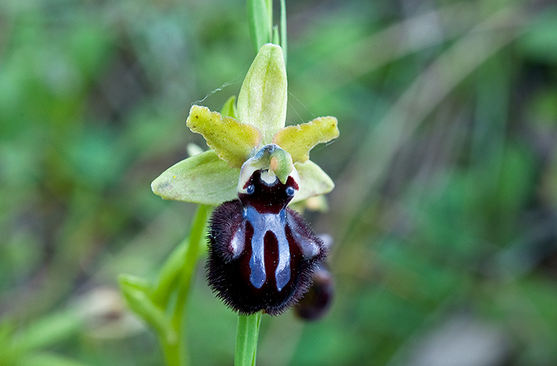 Ophrys-incubacea-subsp-incubacea-7691_92_2014.jpg