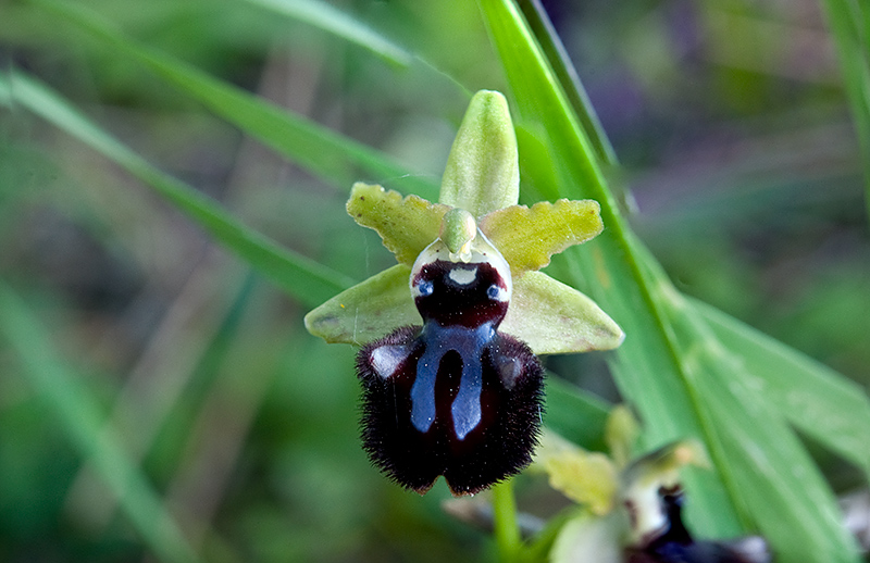 Ophrys-incubacea-subsp-incubacea-7698_00_2014.jpg