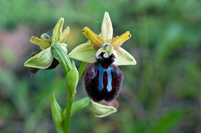 Ophrys-incubacea-subsp-incubacea-7705_08_2014.jpg