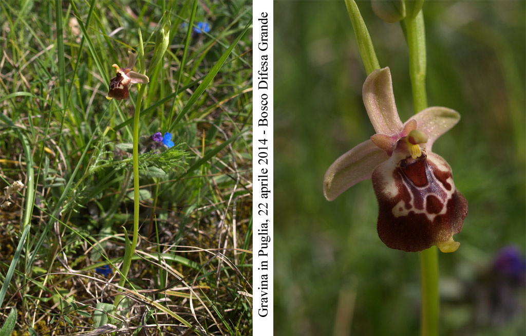 Ophrys-celiensis.jpg