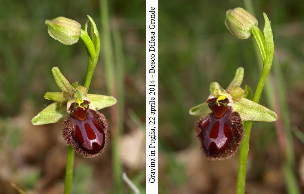 Ophrys-brutia-2.jpg