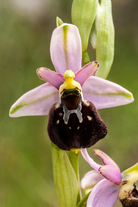 Op-argolica-pollinensis-6.jpg