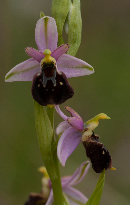 Op-argolica-pollinensis-12.jpg