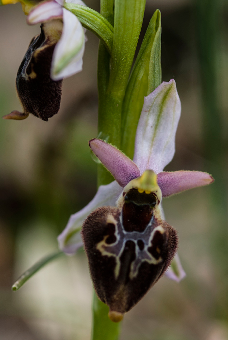 Op-argolica-pollinensis-5.jpg