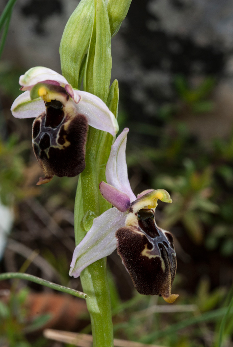 Op-argolica-pollinensis-4.jpg