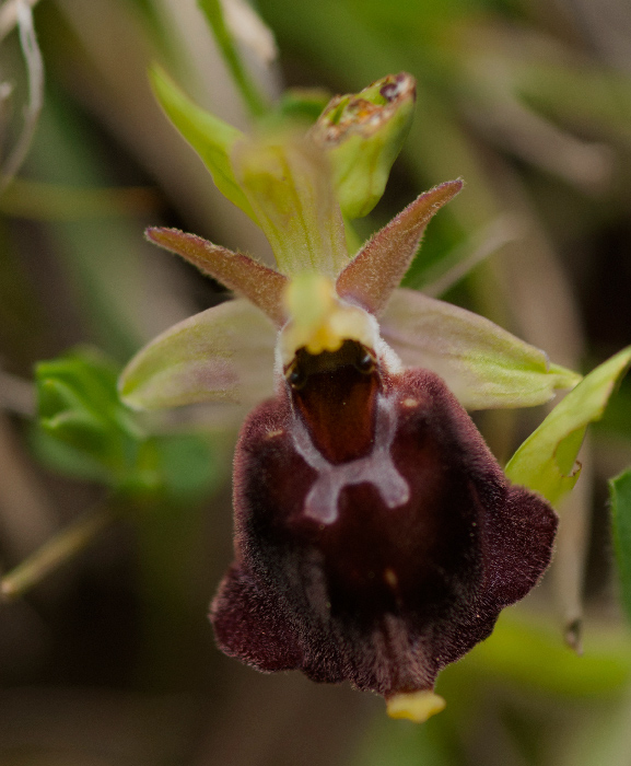 Op-argolica-pollinensis-2.jpg