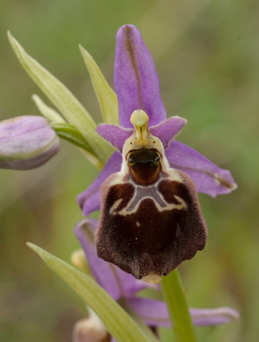 Op-argolica-pollinensis-1a.jpg