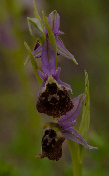 Op-argolica-pollinensis1.jpg