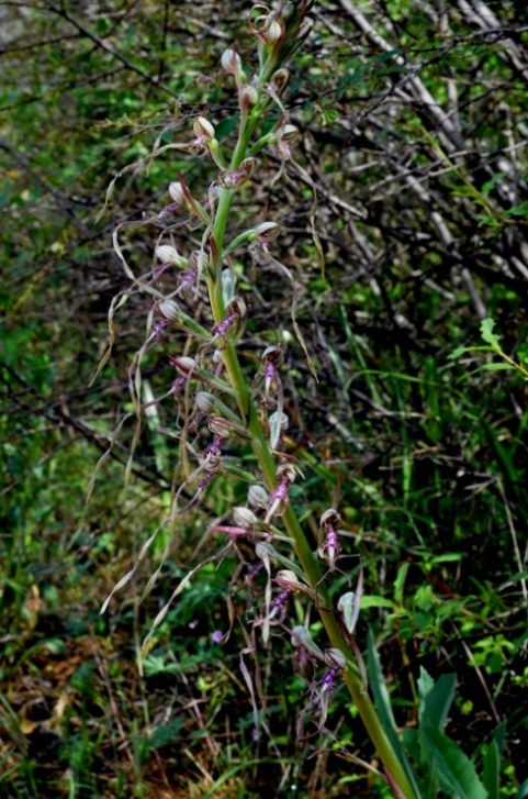 Himantoglossum adriaticum_0006 - Copia.JPG