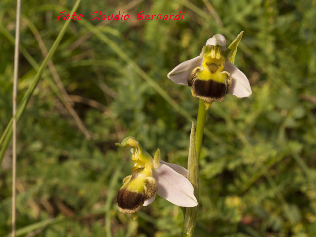 ophrys apifera bicolor.jpg