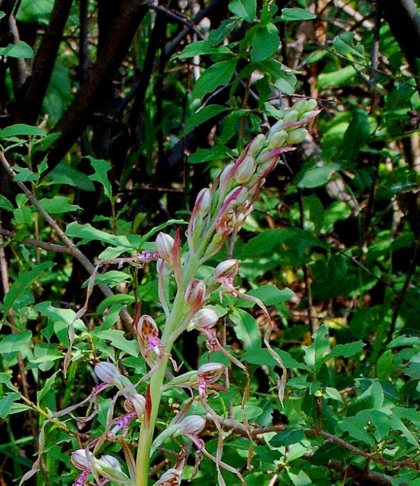 Himantoglossum adriaticum_7299 - Copia (2).JPG