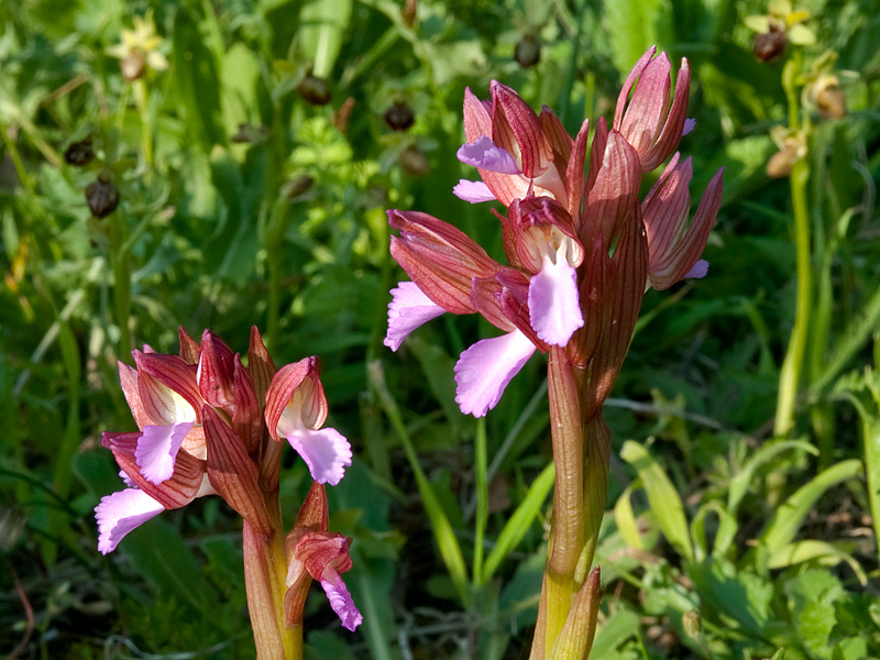Anacamptis-papilionacea-7783_86_bis2014.jpg