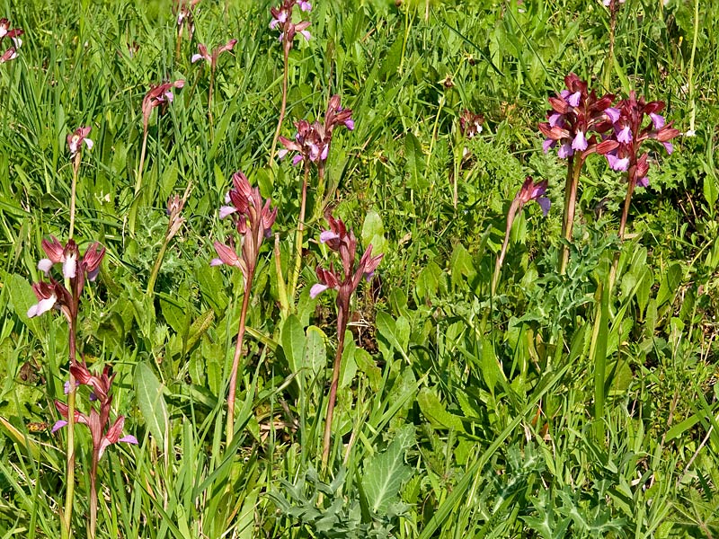 Anacamptis-papilionacea-7740_43_bis2014.jpg
