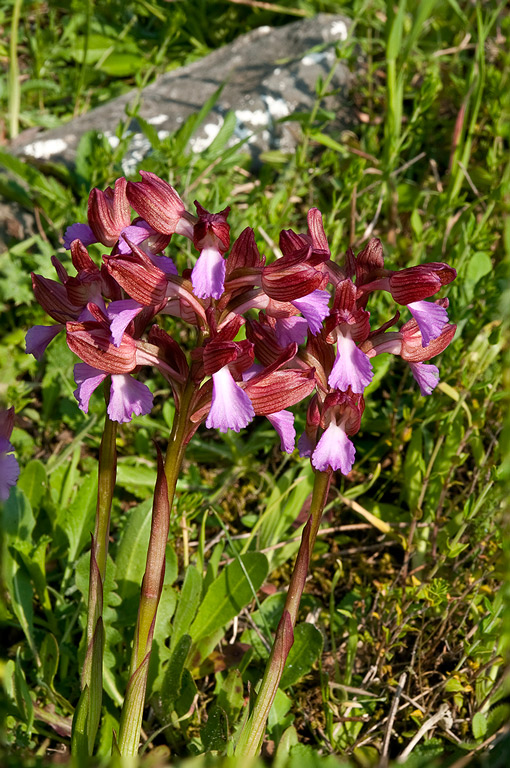 Anacamptis-papilionacea-7753_56_2014.jpg