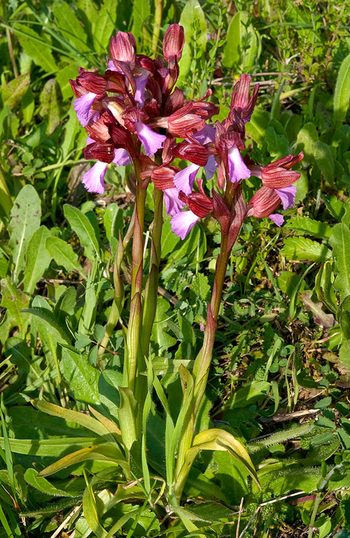 Anacamptis-papilionacea-7748_51_2014.jpg
