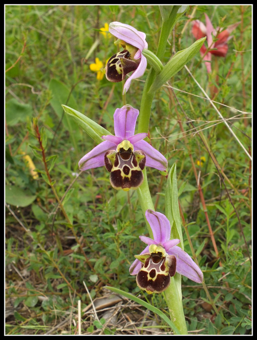 DSCF2575.jpg