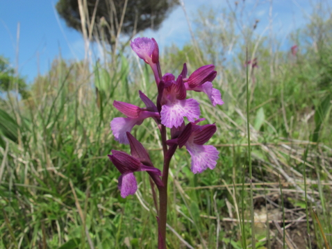 14-Anacamptis_morio-cfr.JPG