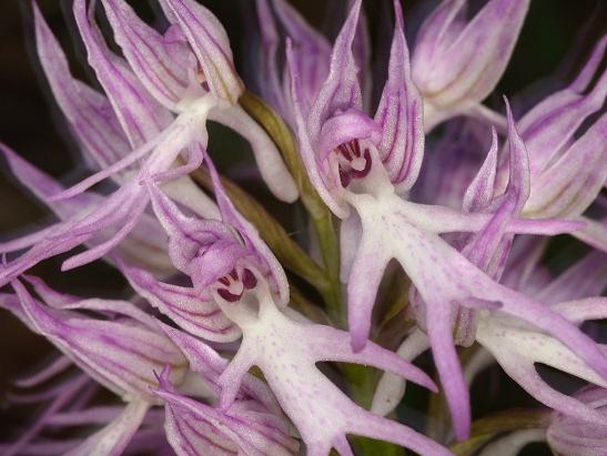 Orchis italica.jpg