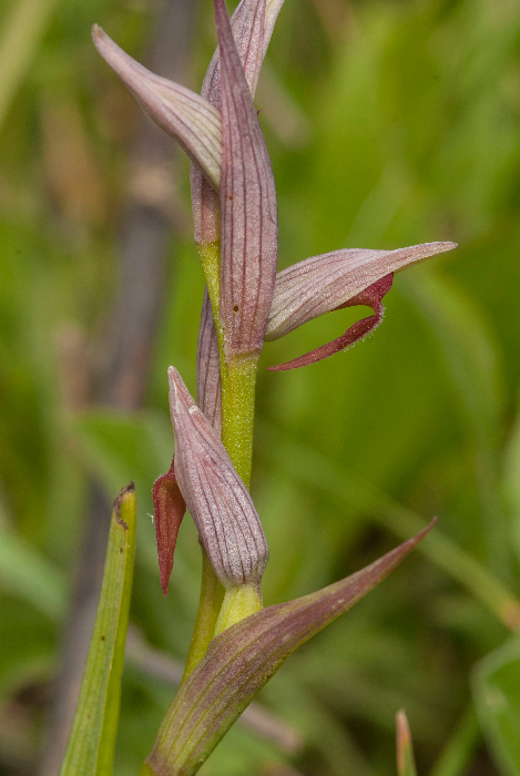 Serapias-parviflora_2a.jpg