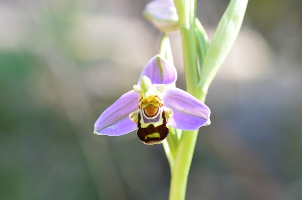 o. apifera giglio.jpg