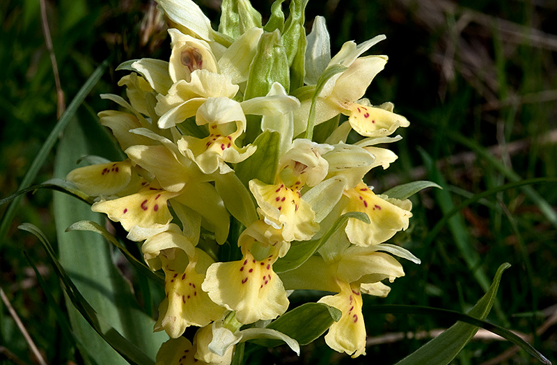 Dactylorhiza-sambucina-8749_52_2014.jpg