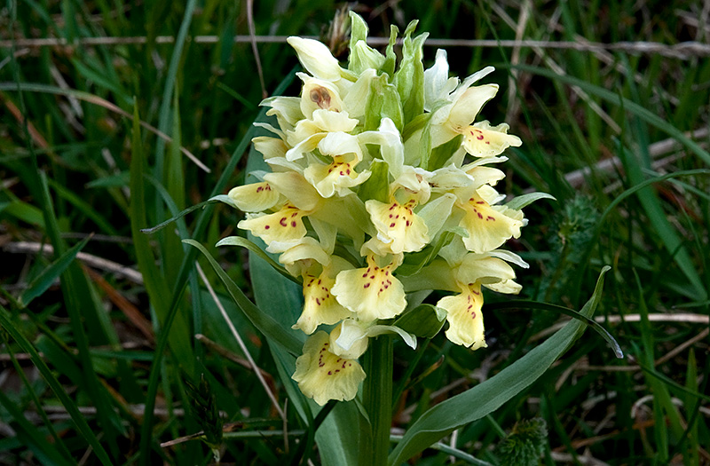 Dactylorhiza-sambucina-8736_39_2014.jpg