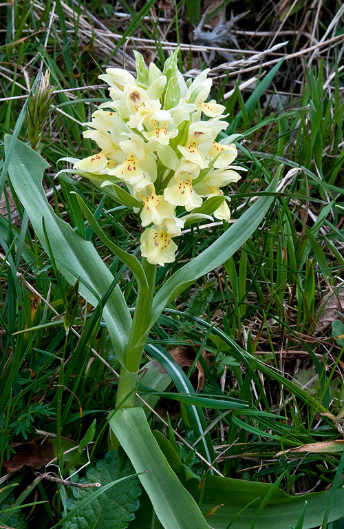 Dactylorhiza-sambucina-8720_23_2014.jpg