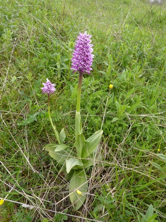 O. simia.JPG